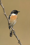 Image. Siberian Stonechat