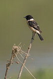 Image. Siberian Stonechat