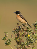 Image. Siberian Stonechat