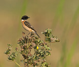 Image. Siberian Stonechat