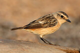 Image. Siberian Stonechat