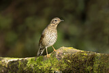 Image. Siberian Thrush