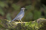 Image. Siberian Thrush