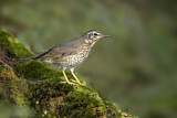 Image. Siberian Thrush