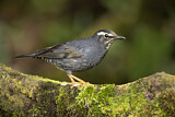 Image. Siberian Thrush