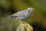 Image. Siberian Thrush