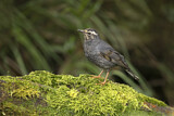 Image. Siberian Thrush