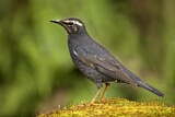 Image. Siberian Thrush