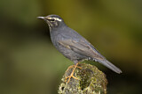 Image. Siberian Thrush