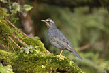 Image. Siberian Thrush