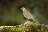 Image. Siberian Thrush