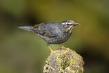 Image. Siberian Thrush