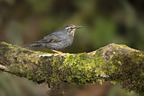 Image. Siberian Thrush