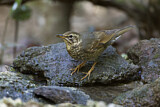 Image. Siberian Thrush
