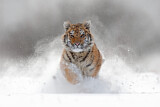 Image. Siberian Tiger