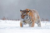 Image. Siberian Tiger