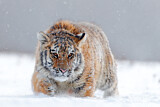 Image. Siberian Tiger