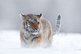Image. Siberian Tiger