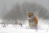 Image. Siberian Tiger