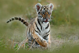 Image. Siberian Tiger
