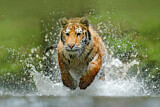 Image. Siberian Tiger