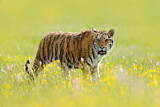Image. Sibirischer Tiger