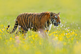 Image. Sibirischer Tiger