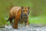 Image. Sibirischer Tiger