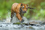 Image. Sibirischer Tiger