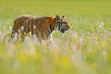 Image. Sibirischer Tiger