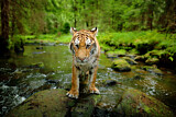 Image. Sibirischer Tiger