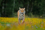 Image. Sibirischer Tiger