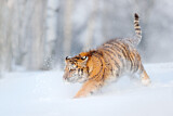 Image. Sibirischer Tiger