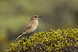 Image. Sickle-winged Chat