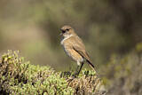 Image. Sickle-winged Chat