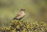 Image. Sickle-winged Chat