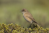 Image. Sickle-winged Chat