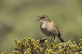 Image. Sickle-winged Chat
