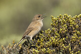 Image. Sickle-winged Chat