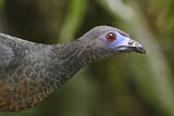 Image. Sickle-winged Guan