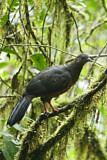 Image. Sickle-winged Guan