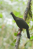 Image. Sickle-winged Guan