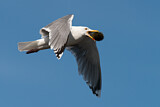 Image. Silbermöwe