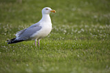 Image. Silbermöwe