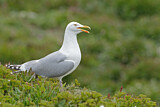 Image. Silbermöwe