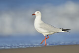 Image. Silver Gull