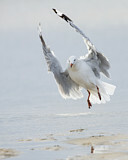 Image. Silver Gull