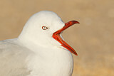 Image. Silver Gull