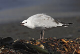 Image. Silver Gull