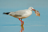 Image. Silver Gull